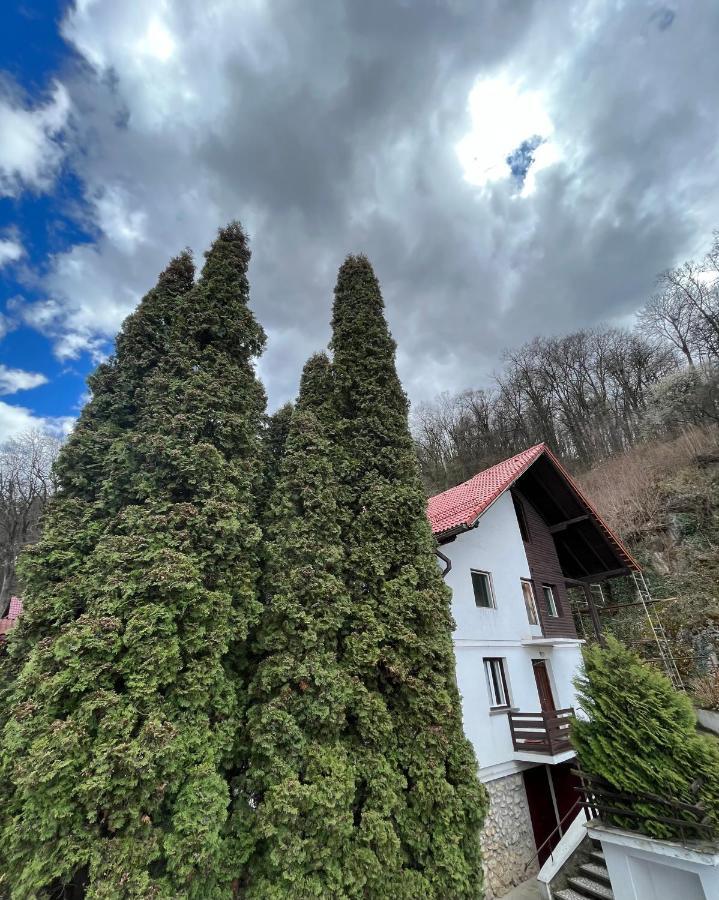 Apartament Timi