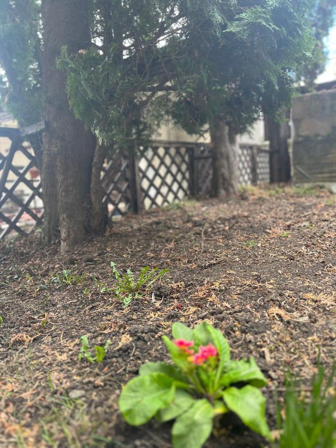 Timi Apartament Brașov